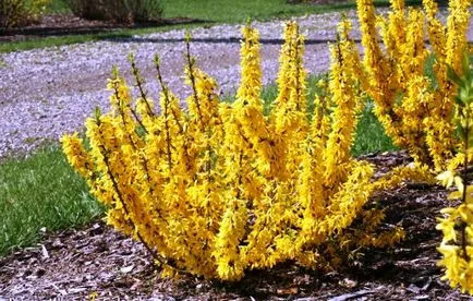 reproducere forsythia, plantare, cultivare, îngrijire, fotografie, selectați