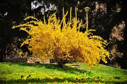 Forsythia (forsythia) specii cu o fotografie, cultivare, îngrijire, tăiere, iernare, de reproducție