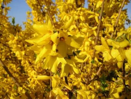 Forsythia cum să aibă grijă de plante foto și video