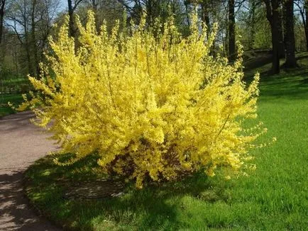 Forsythia cum să aibă grijă de plante foto și video