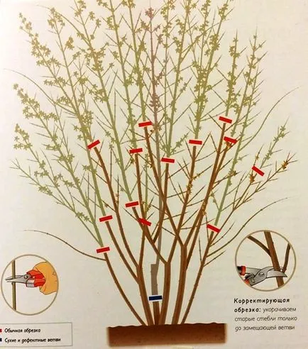 reproducere forsythia, plantare, cultivare, îngrijire, fotografie, selectați