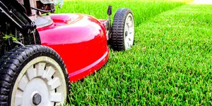 iarbă de gazon, atunci când pentru a planta iarba de gazon cu mâinile sale - în primăvara sau toamna, atunci când să semene, consumul