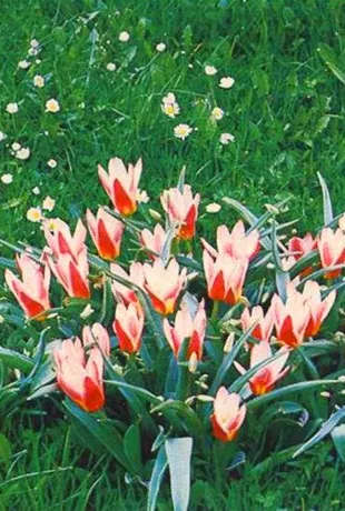 Fotografii Flori de primăvară, primăvară flori de pat, flori preferate (primavara) Fotografii Flori de primăvară, primăvară floare-pat, flori preferate