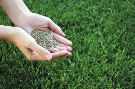 iarbă de gazon cum să planteze și când (plante) iarbă de gazon cum să planteze și când