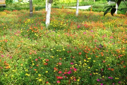 iarbă de gazon cum să planteze și când (scroafă de gazon de iarbă) iarbă de gazon cum să planteze și când