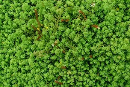iarbă de gazon cum să planteze și când (scroafă de gazon de iarbă) iarbă de gazon cum să planteze și când