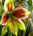 Hippeastrum toate nuanțele de îngrijire pentru o floare la fotografii și de videoclipuri (Hippeastrum) Hippeastrum toate nuanțele de îngrijirea flori în casa foto și video