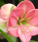 Hippeastrum toate nuanțele de îngrijirea flori în casa foto și video (de îngrijire) Hippeastrum toate nuanțele de îngrijirea flori în casa foto și video
