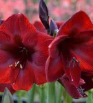 Hippeastrum toate nuanțele de îngrijire pentru o floare la fotografii și de videoclipuri (Hippeastrum) Hippeastrum toate nuanțele de îngrijirea flori în casa foto și video