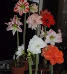 Hippeastrum toate nuanțele de îngrijirea flori în casa foto și video (foto) Hippeastrum toate nuanțele de îngrijirea flori în casa foto și video