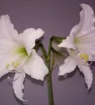Hippeastrum toate nuanțele de îngrijirea flori în casa foto și video (de îngrijire) Hippeastrum toate nuanțele de îngrijirea flori în casa foto și video