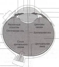Ochiul drept un dispozitiv optic - studopediya