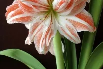 Hippeastrum de îngrijire la domiciliu, în aer liber, în grădină, reproducerea de semințe, bulbi,