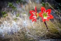Hippeastrum de îngrijire la domiciliu, în aer liber, în grădină, reproducerea de semințe, bulbi,