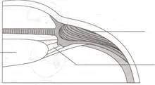 Ochiul drept un dispozitiv optic - studopediya