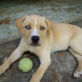 Glorypets lu -dunkan - boxer care trăiește fără picioarele din spate