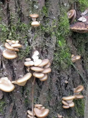Ciuperci imagine stridii, cum și în care pădure cresc ciuperci stridii, atunci când să le (stridii) colectează Ciuperci imagine stridii, cum și în care pădurea cresc ciuperci stridii atunci când acestea colectează