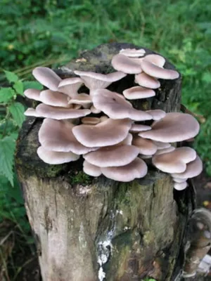 Ciuperci imagine stridii, cum și în care pădurea cresc ciuperci stridii atunci când acestea colectează (pădure) Ciuperci imagine stridii, cum și în care pădurea cresc ciuperci stridii atunci când acestea colectează