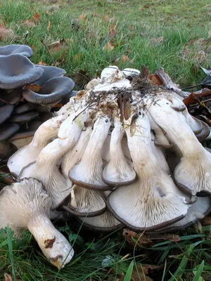 Ciuperci imagine stridii, cum și în care pădure cresc ciuperci stridii, atunci când să le (stridii) colectează Ciuperci imagine stridii, cum și în care pădurea cresc ciuperci stridii atunci când acestea colectează