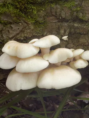 Ciuperci imagine stridii, cum și în care pădure cresc ciuperci stridii, atunci când să le (stridii) colectează Ciuperci imagine stridii, cum și în care pădurea cresc ciuperci stridii atunci când acestea colectează