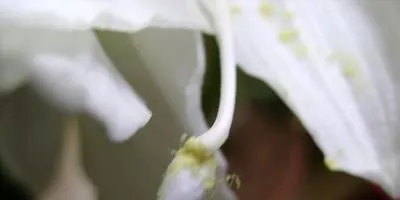 Hippeastrum caracteristici de cultivare și îngrijire