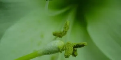 Hippeastrum caracteristici de cultivare și îngrijire