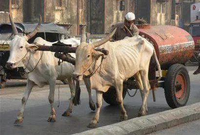 vehicule trase de animale - o relicvă a trecutului