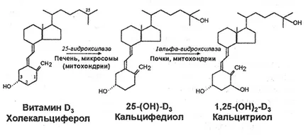 Hormoni care produc rinichi, funcția, cauzează perturbări (funcția) rinichii produc hormoni care, funcții, cauze de încălcări
