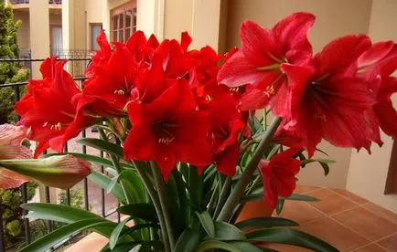 Hippeastrum (foto) materialul săditor, să efectueze teren
