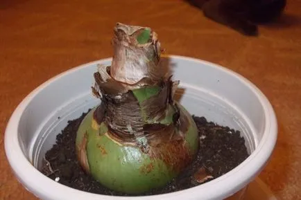 Hippeastrum toate nuanțele de îngrijirea flori în casa foto și video (foto) Hippeastrum toate nuanțele de îngrijirea flori în casa foto și video