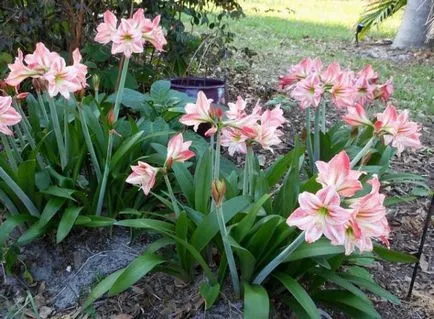 Hippeastrum de îngrijire la domiciliu, în aer liber, în grădină, reproducerea de semințe, bulbi,