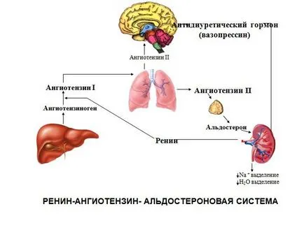 Hormoni care produc rinichi, funcția, cauzează perturbări (cauza) rinichii produc hormoni care, funcții, cauze de încălcări