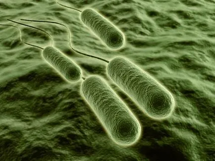 Bacteriile gram negative, structura și boala lor
