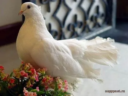 Porumbelul a zburat la balcon, ceea ce ar