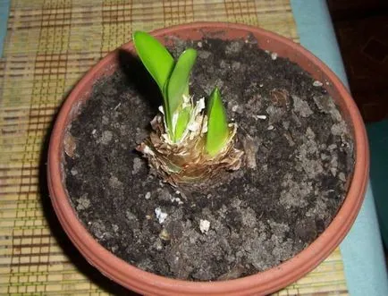 Hippeastrum toate nuanțele de îngrijire pentru o floare la fotografii și de videoclipuri (Hippeastrum) Hippeastrum toate nuanțele de îngrijirea flori în casa foto și video