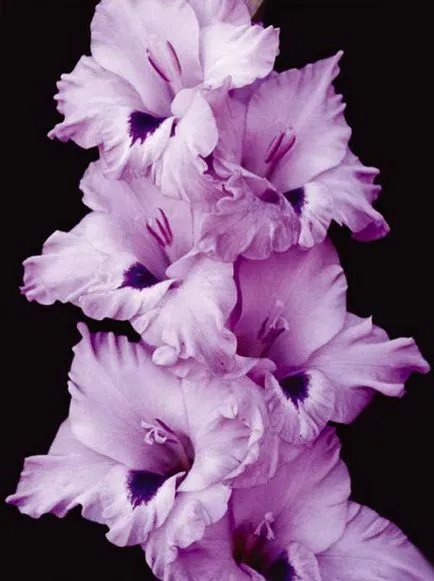 plantare Gladiole și de îngrijire, specii și varietăți, Foto (aterizare) plantare Gladiole și de îngrijire, specii și varietăți, fotografii