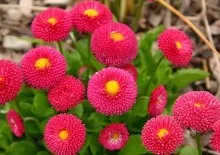 Carnation de plantare perene și de îngrijire, garoafa, grădină, turcă, chineză cu fotografie (foto) Carnation de plantare perene și de îngrijire, garoafa, grădină, turcă, chineză cu fotografii