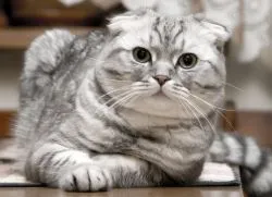 Numele pentru pisica Scottish Fold