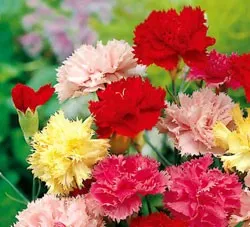 grădină Carnation, de plantare perene și de îngrijire, fotografia în câmp deschis, cultivarea și reproducere (plantare) grădină Carnation, de plantare perene și de îngrijire, fotografia în câmp deschis, cultivarea și reproducerea