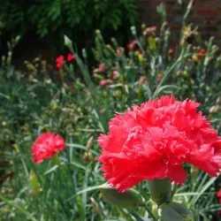 grădină Carnation, de plantare perene și de îngrijire, fotografia în câmp deschis, cultivarea și reproducerea (pe termen lung) grădină Carnation, de plantare perene și de îngrijire, fotografia în câmp deschis, cultivarea și reproducerea