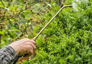 Clasificarea Insecticide a substanțelor chimice pentru combaterea insectelor dăunătoare
