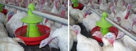 Curcani - de îngrijire pentru caracteristicile lor tineri și în creștere