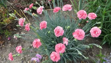 Carnation de plantare perene și de îngrijire, garoafa, grădină, turcă, chineză cu fotografie (gradina) Carnation de plantare perene și de îngrijire, garoafa, grădină, turcă, chineză cu fotografii