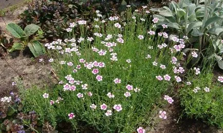 Carnation de plantare perene și de îngrijire, garoafa, grădină, turcă, chineză cu fotografii (turcă) Carnation de plantare perene și de îngrijire, garoafa, grădină, turcă, chineză cu fotografii