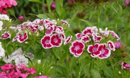 Carnation de plantare perene și de îngrijire, garoafa, grădină, turcă, chineză cu fotografie (Chinese) Carnation de plantare perene și de îngrijire, garoafa, grădină, turcă, chineză cu fotografii
