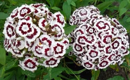Carnation de plantare perene și de îngrijire, garoafa, grădină, turcă, chineză cu fotografii (mulți ani cuișoare) Carnation de plantare perene și de îngrijire, garoafa, grădină, turcă, chineză cu fotografii
