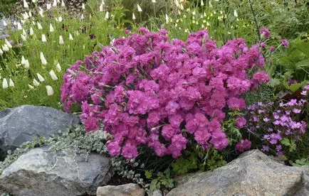 Carnation de plantare perene și de îngrijire, garoafa, grădină, turcă, chineză cu fotografii (turcă) Carnation de plantare perene și de îngrijire, garoafa, grădină, turcă, chineză cu fotografii