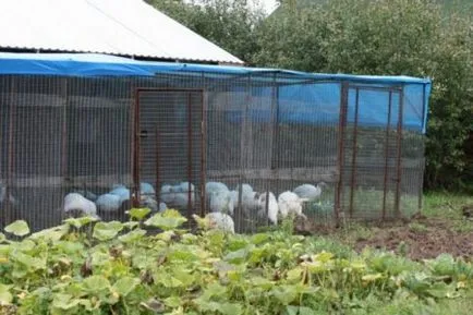 Curcani - de îngrijire pentru caracteristicile lor tineri și în creștere