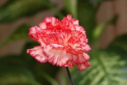 grădină Carnation, de plantare perene și de îngrijire, fotografia în câmp deschis, cultivarea și creșterea (stud) grădină Carnation, de plantare perene și de îngrijire, fotografia în câmp deschis, cultivarea și reproducerea