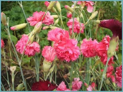 grădină Carnation, de plantare perene și de îngrijire, fotografia în câmp deschis, cultivarea și reproducere (plantare) grădină Carnation, de plantare perene și de îngrijire, fotografia în câmp deschis, cultivarea și reproducerea